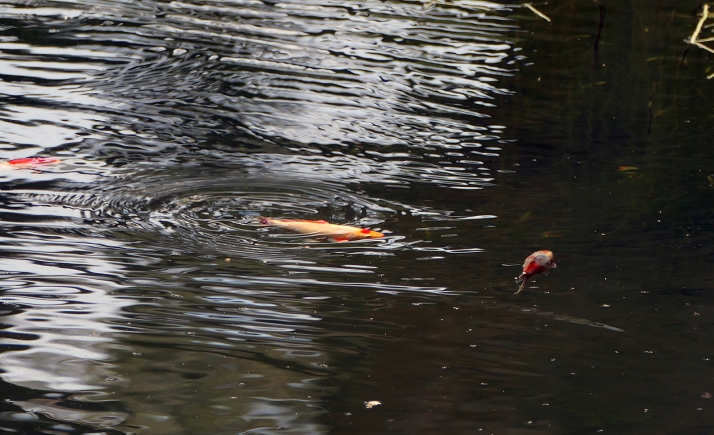 Denuncian la aparición de carpines dorados en la Laguna Verde de Vinuesa