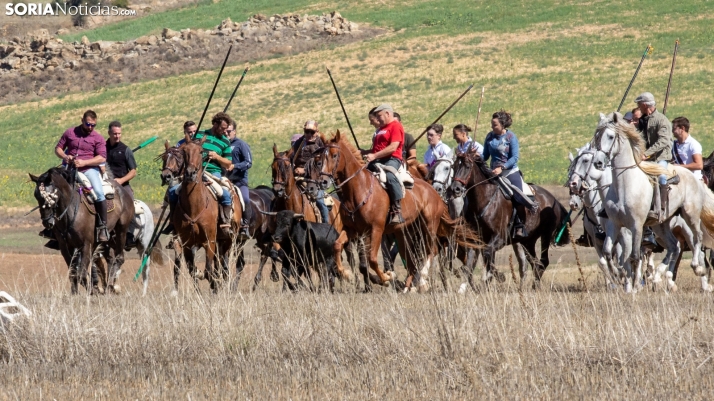 GALERÍA | Soleado encierro campestre de novillos en Ólvega