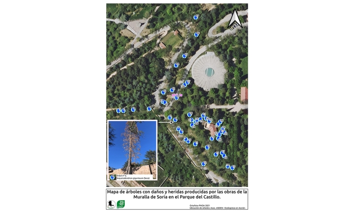 Los ecologistas lamentan daños en 47 árboles en el parque del Castillo