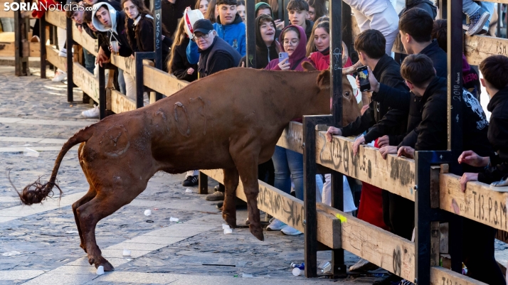 GALERÍA | Ágreda amanece corriendo el primer encierro de San Miguel
