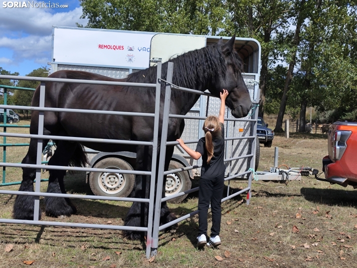 Vinuesa celebra su XXIII feria ganadera, en fotos