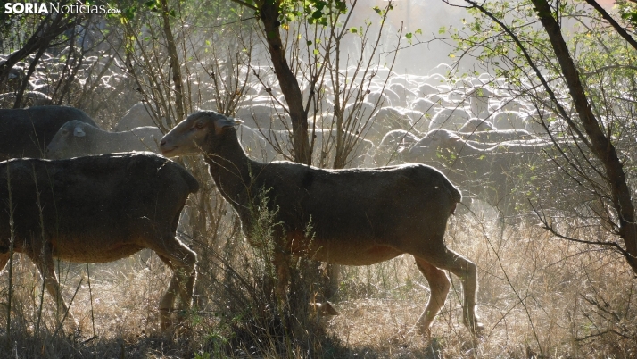 Nuevo libro sobre el pastoreo este jueves en el Casino