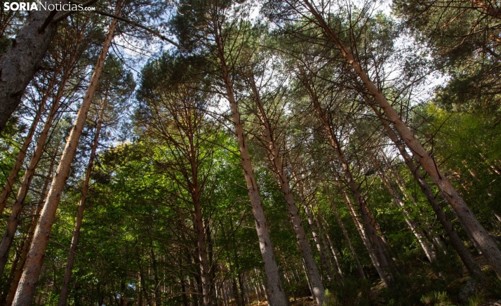El jueves, encuentro estratégico de iuFOR en el Campus