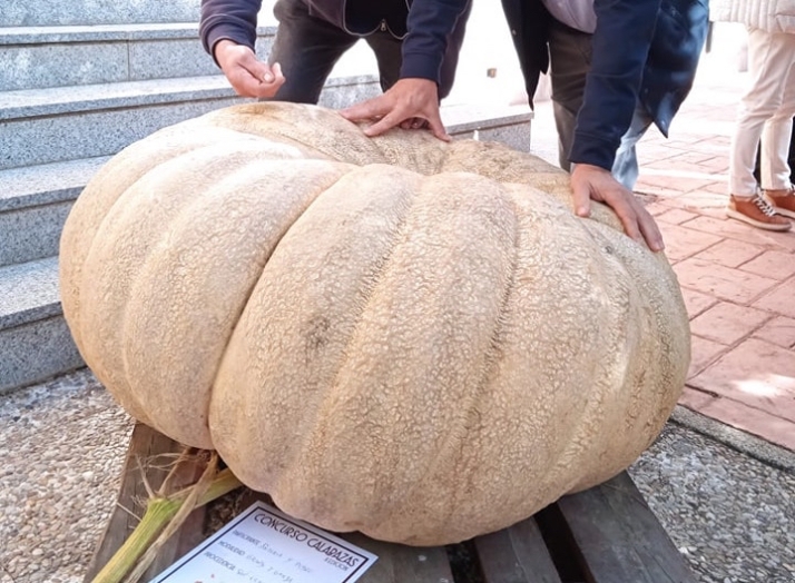 ¿Has cultivado una calabaza de concurso? San Esteban vuelve a buscar la más grande y gorda de la zona