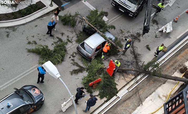 Continúan los incidentes por el viento en Soria: Cae un árbol encima de un coche en pleno centro