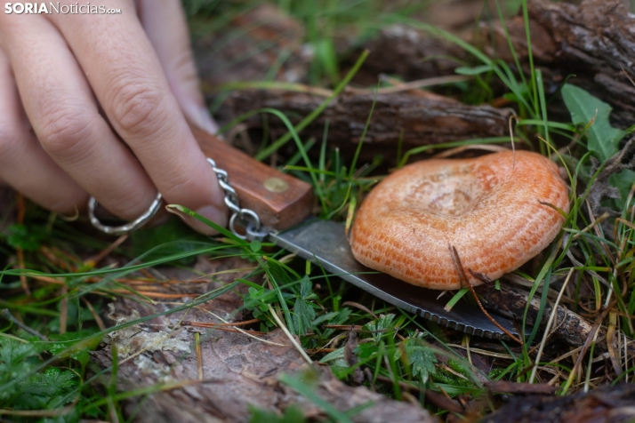 Aprende rutas micológicas y a cocinar con setas en un mismo lugar