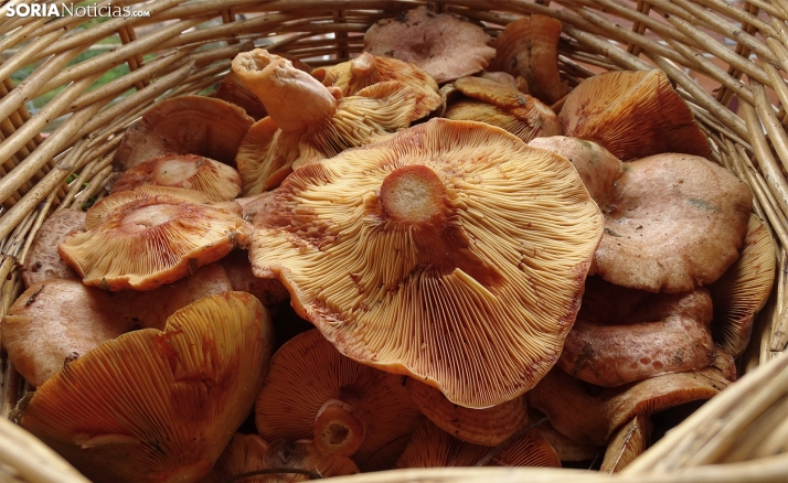 La campaña de setas de otoño en Soria se podría extender larga y fructífera