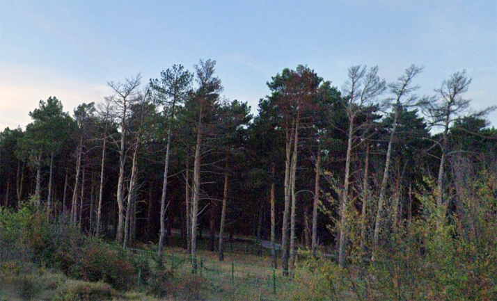 Las labores de mejora en el Pinarcillo de Valonsadero precisan evitar transitar por la zona