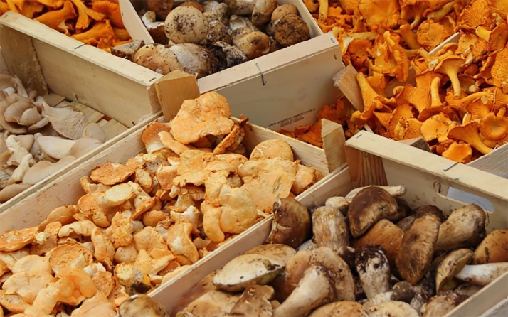 Todo lo que hay que saber para vender setas en los acotados de Castilla y León
