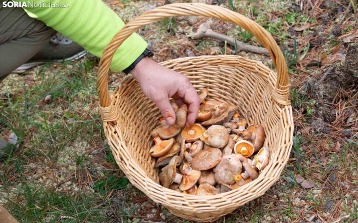 Aprende las mejores recetas micológicas con el taller de cocina que ofrece Almarza