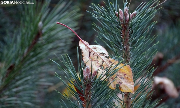 Suave inicio de semana en los termómetros