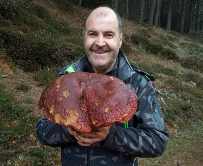 Otro tesoro micológico en Soria: Encontrado un boletus de 4,6 kg.