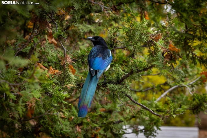 Domingo para disfrutar de Soria antes de la llegada del frío