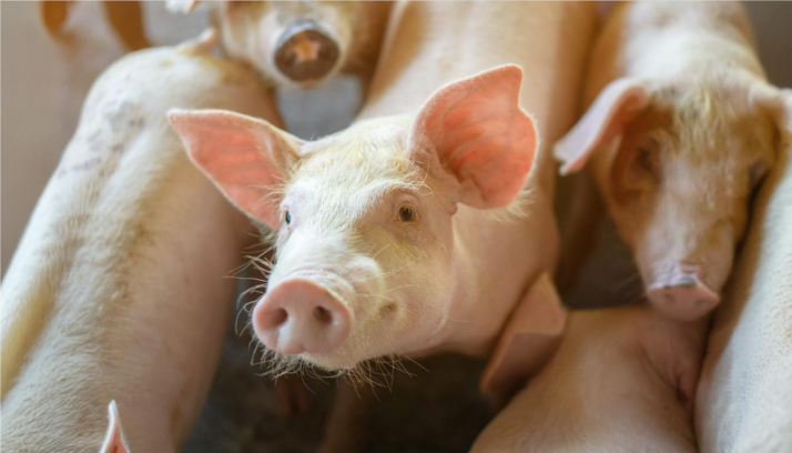 FEPORCYL analizará la actual situación del sector porcino en las I Jornadas para Productores de Ganado Porcino en Castilla y León