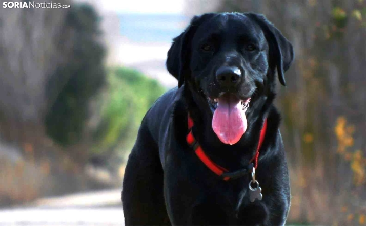 Incidente en las bases de datos veterinarias que afectan a propietarios de mascotas 