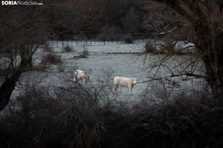 Suben las máximas en el ecuador de la semana