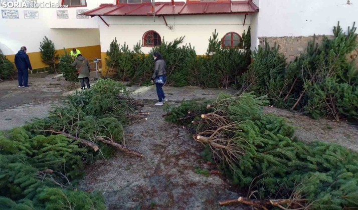 La recaudación de los pinos navideños de este año, para la DANA