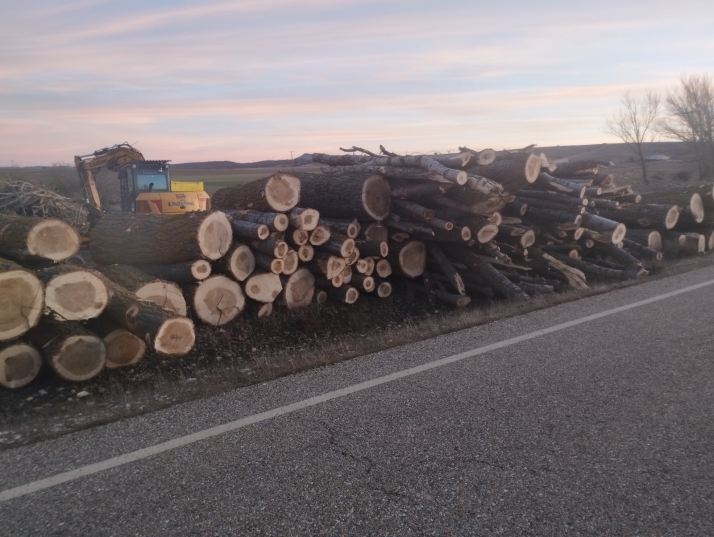 Tensión en Montejo de Tiermes por la venta de una chopera emblemática