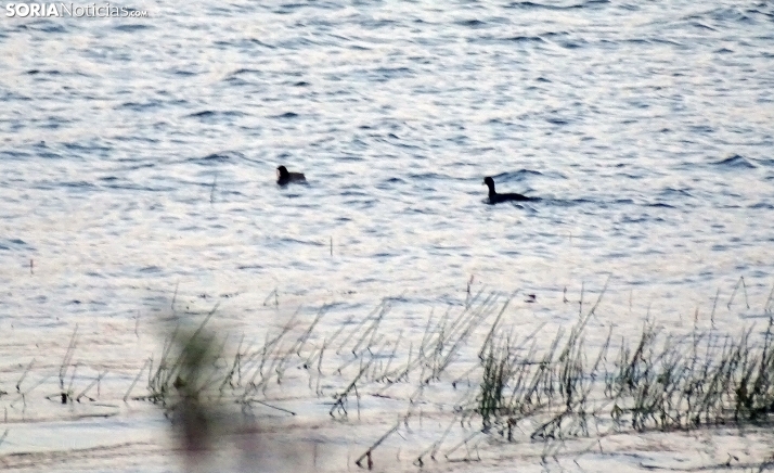 Castilla y León elabora un nuevo censo para conocer el estado de conservación de las aves acuáticas invernantes
