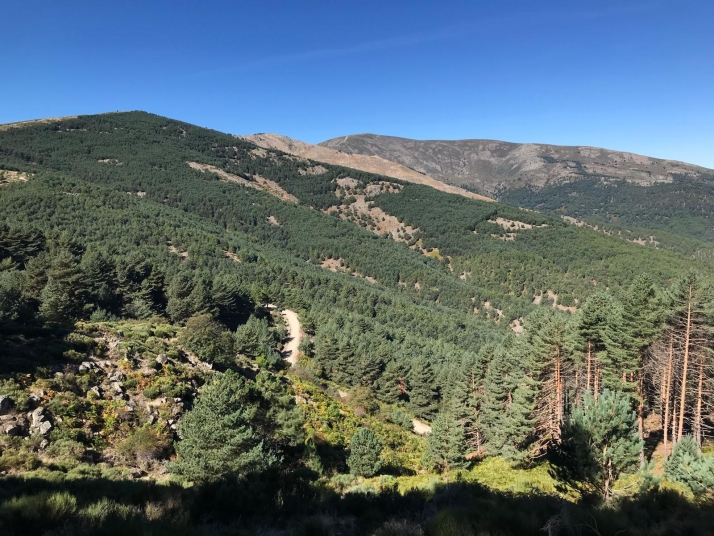 Castilla y León se dota de una plataforma digital para mejorar la gestión forestal ante las nuevas exigencias climáticas