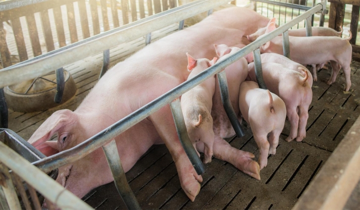 Declarada la nulidad de impacto ambiental para una granja porcina en Monteagudo con 7.000 reproductoras