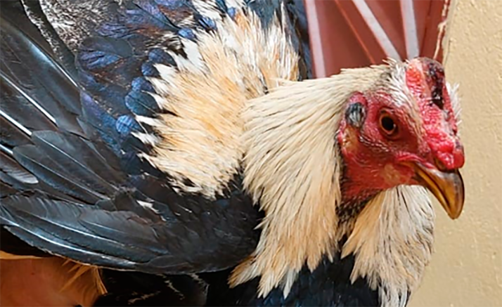 PACMA pide el decomiso de los gallos de Valladolid hallados en Soria