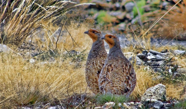 Nuevas estrategias para proteger la perdiz pardilla en Soria