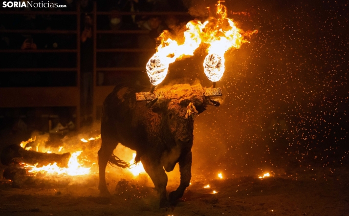 Este sábado en Medinaceli, homenaje al Toro Jubilo y presentación de la Agenda Taurina