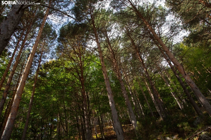 Soria sede de la celebración nacional por el Día Internacional de los Bosques 2025