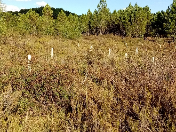 La asociación cultural Gaya Nuño de Tardelcuende vuelve a ser elegida para apadrinar un proyecto medioambiental en los montes del municipio