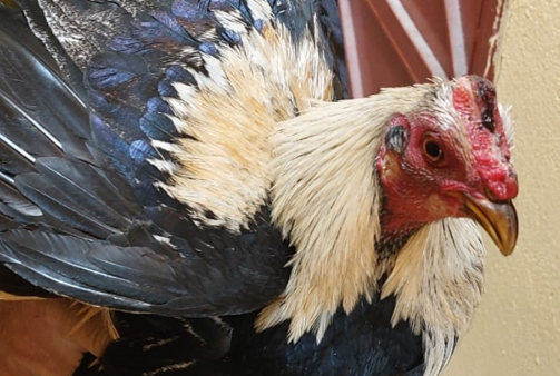 Así fue el rescate de los famosos gallos de Valladolid en Soria