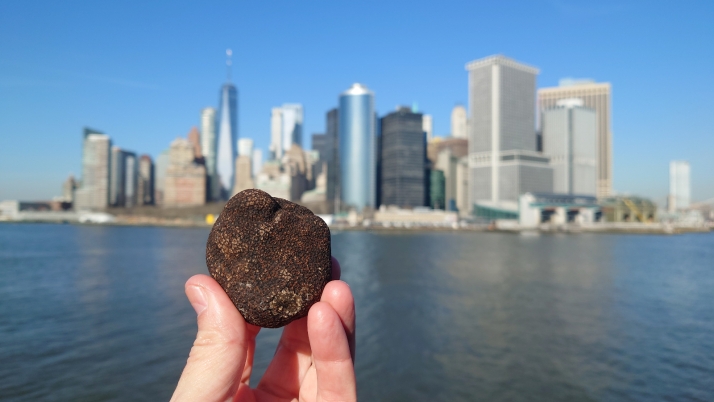 Soria llevará la cultura gastronómica de la trufa negra hasta Nueva York