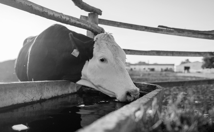 El  PSOE pide aprobar las subvenciones provinciales para abrevaderos, comprometidas hace un año