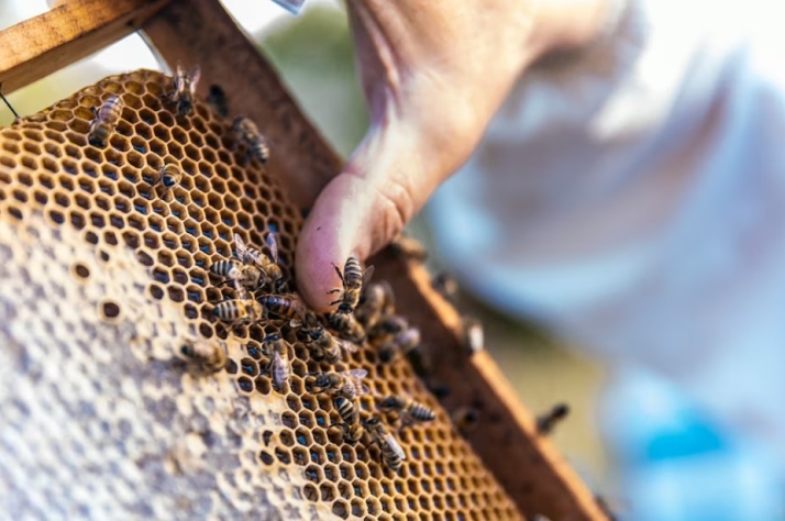Tan solo cinco apicultores han concurrido a la subvención provincial de 40.000 euros