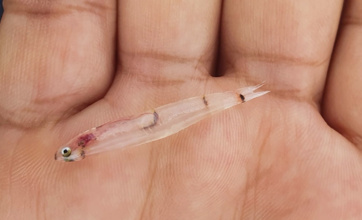 Dos empresas de los sectores de la acuicultura y la biotecnología desembarcan en las naves nido de Valcorba