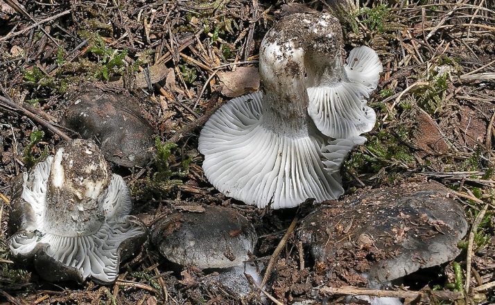 Nueva campaña de setas en Soria: Las claves 