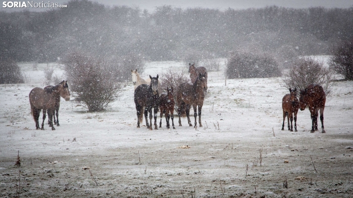 En imágenes: La nieve tiñe de blanco numerosos pueblos de la provincia
