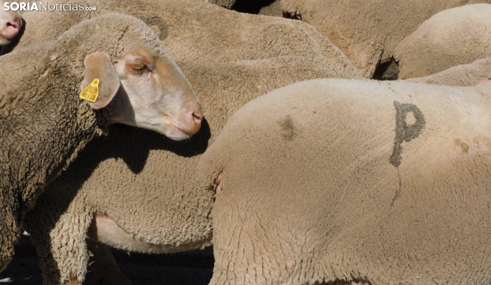 Suprimidas las restricciones de movimiento si los animales no tienen síntomas de lengua azul