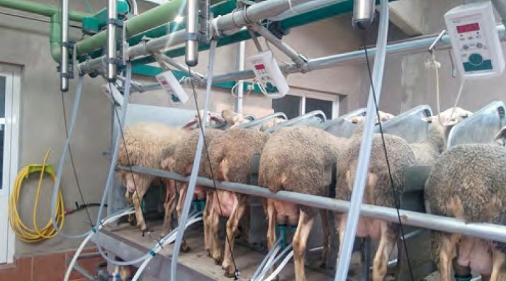 La Junta de Castilla y León inicia el procedimiento de mediación entre productores de leche de ovino e industrias lácteas