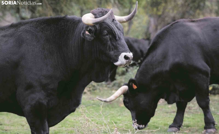 La Diputación dictamina favorablemente 12 de las 16 ayudas solicitadas para el impulso de la vaca negra serrana