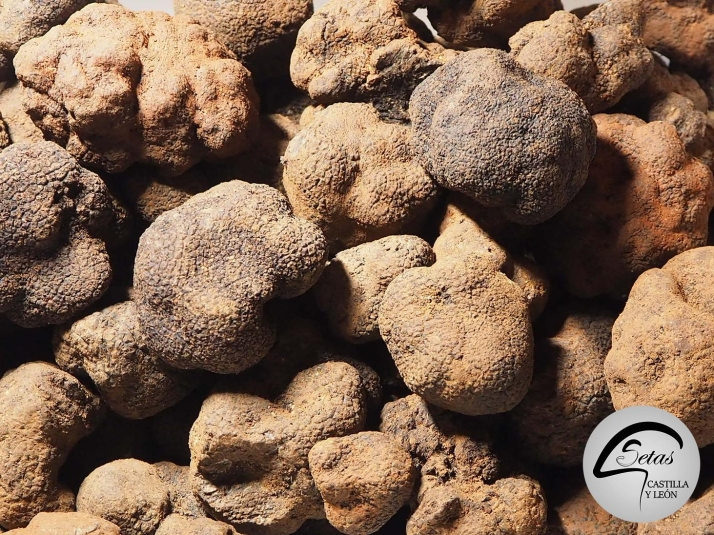 Investigación y consumo local: el enfoque de Cesefor en la Tuber melanosporum