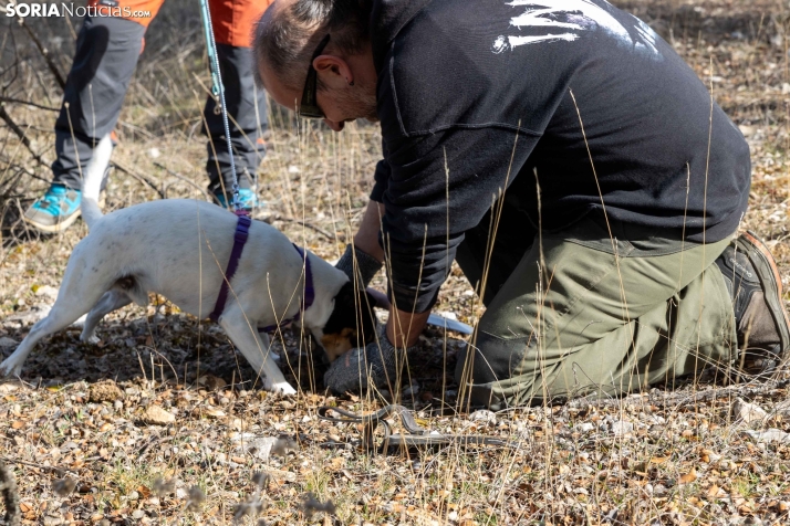 En imágenes: Así se buscan trufas en este pueblo de Soria