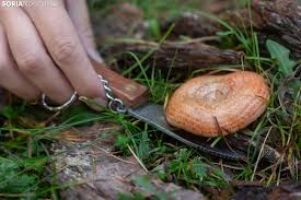 Rechazada la propuesta de Soria Ya de crear una Denominación de Origen Protegida Setas de Soria