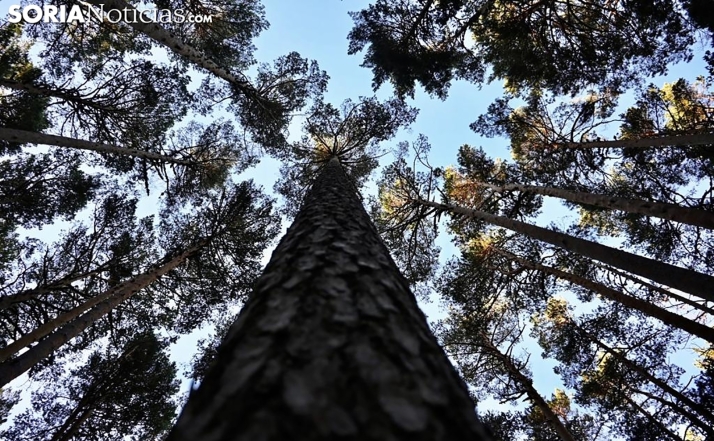 Soria acoge jueves y viernes el Día de los Bosques