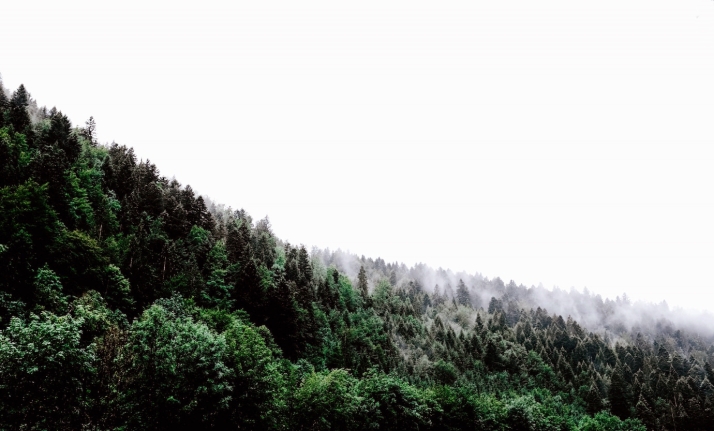 Soria, territorio privilegiado con una superficie forestal que ocupa el 60% de su extensión