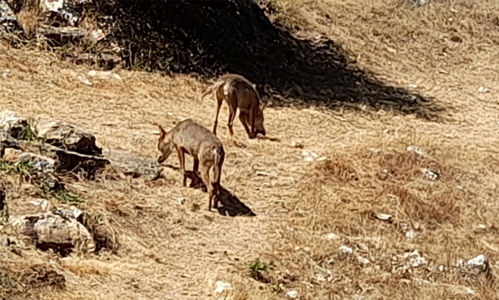 El legado genético de los perros en los lobos ibéricos: ¿una ventaja evolutiva?