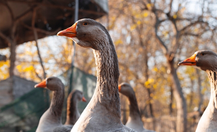 Soria impulsa a Castilla y León como líder nacional del foie-gras