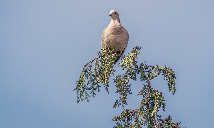 Castilla y León recupera la caza de tórtola europea tras demostrar su gestión sostenible