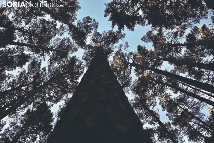 Una suerte con mucha historia: pasado, presente y futuro en los pinares sorianos