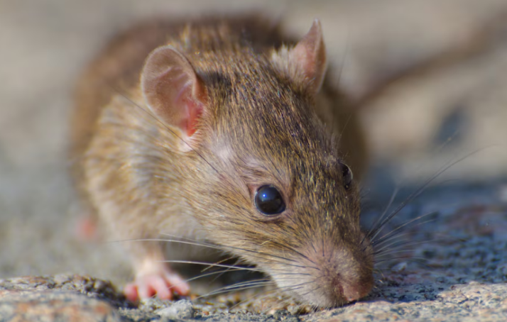 Las ratas invaden la plaza de la Paz y el Ayuntamiento toma cartas en el asunto